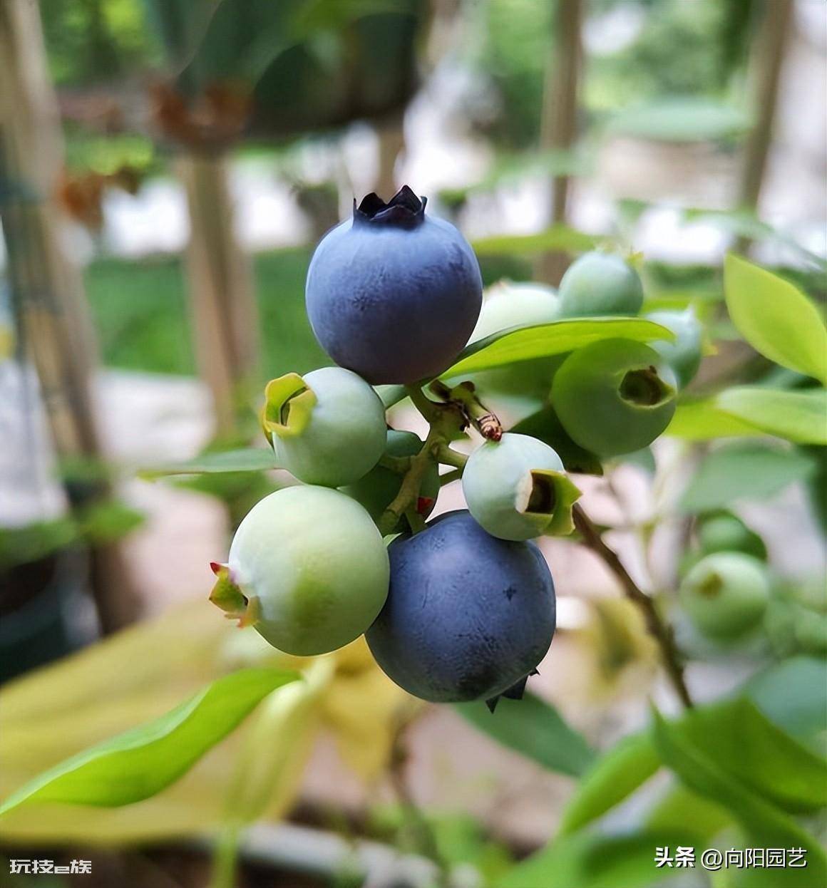 蓝莓好种植吗(很多网友买蓝莓树在家能养活但不结果)-图片5